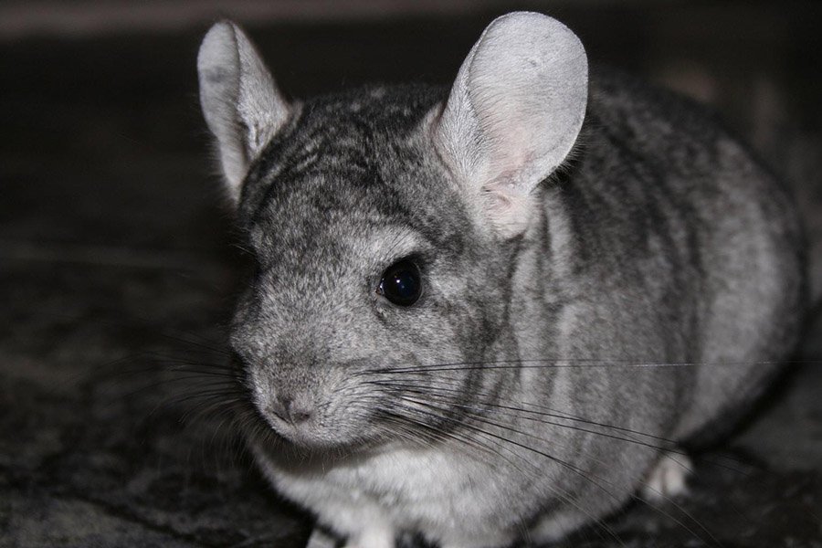 Animals with big eyes - Chinchilla