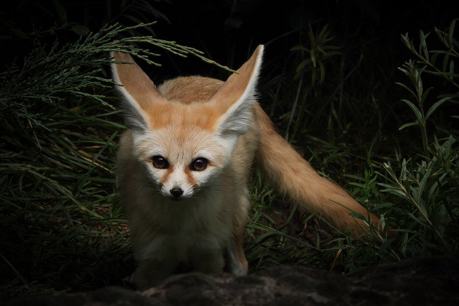 Animals with big eyes - Fennec Fox
