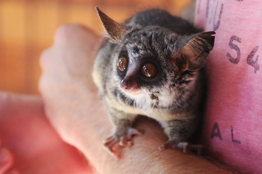 Animals with big eyes - Galago