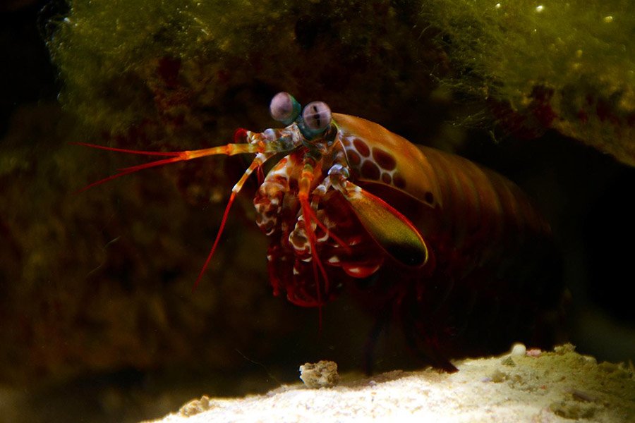 Animals with big eyes - Peacock Mantis Shrimp