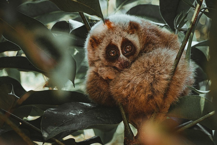 Animals with big eyes - Slow Loris