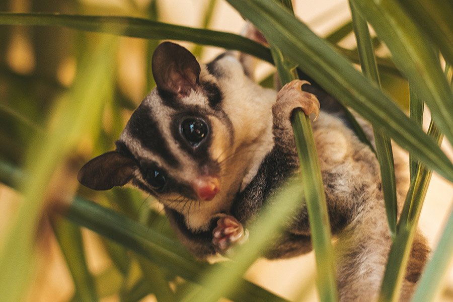 Animals with big eyes - Sugar Glider