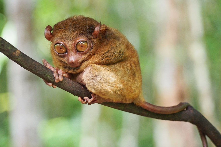 Animals with big eyes - Tarsier