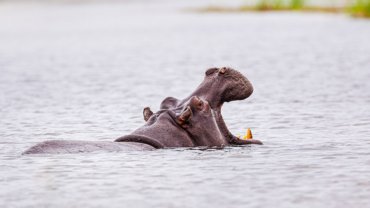 Animals with big heads - Hero