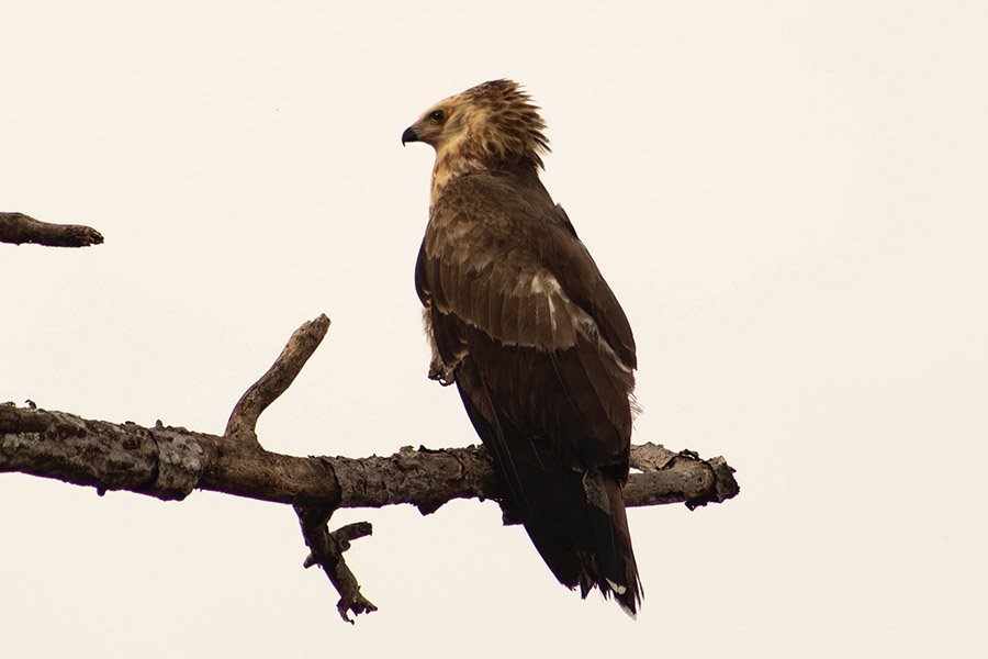 Animals with claws - African Crowned Eagle