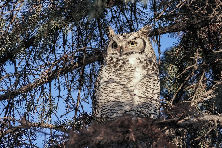 Animals with claws - Great Horned Owl