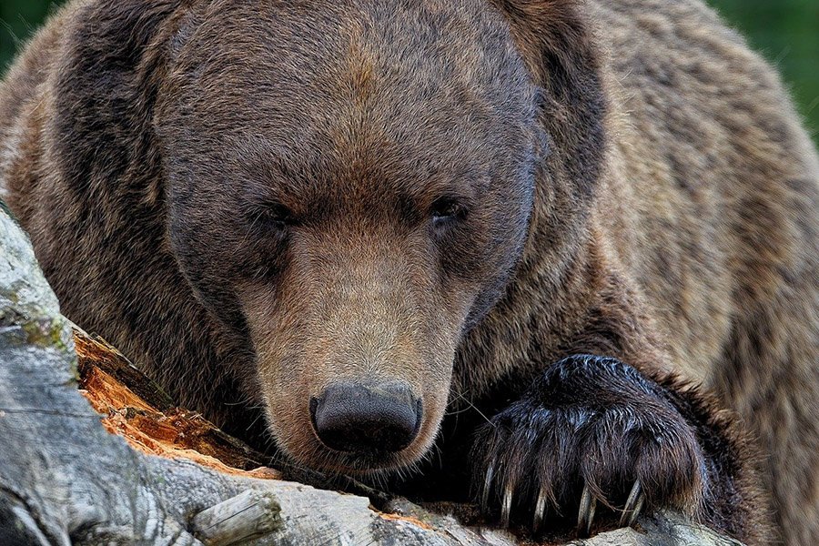 Animals with claws - Grizzly Bear