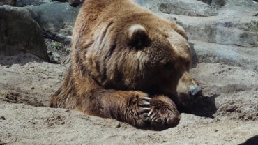 Animals with claws - Hero