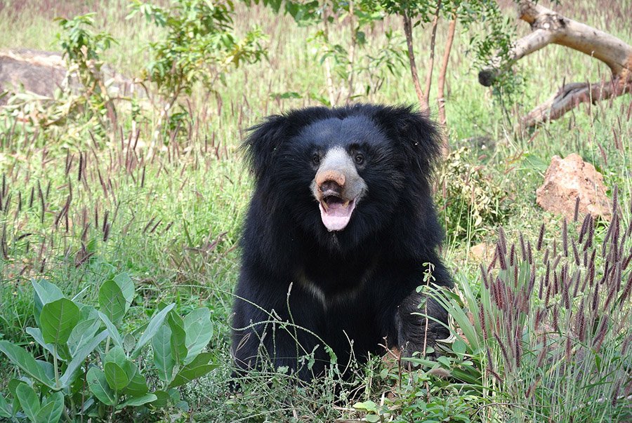 Animals with claws - Sloth Bear