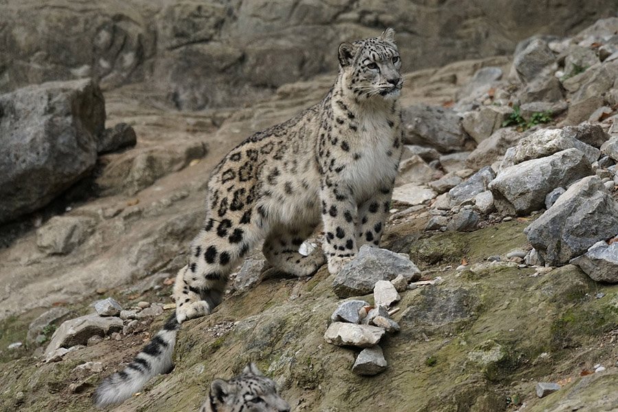 Animals with claws - Snow Leopard