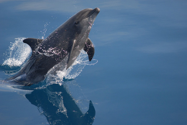 10 Incredibly Agile Animals With Flippers