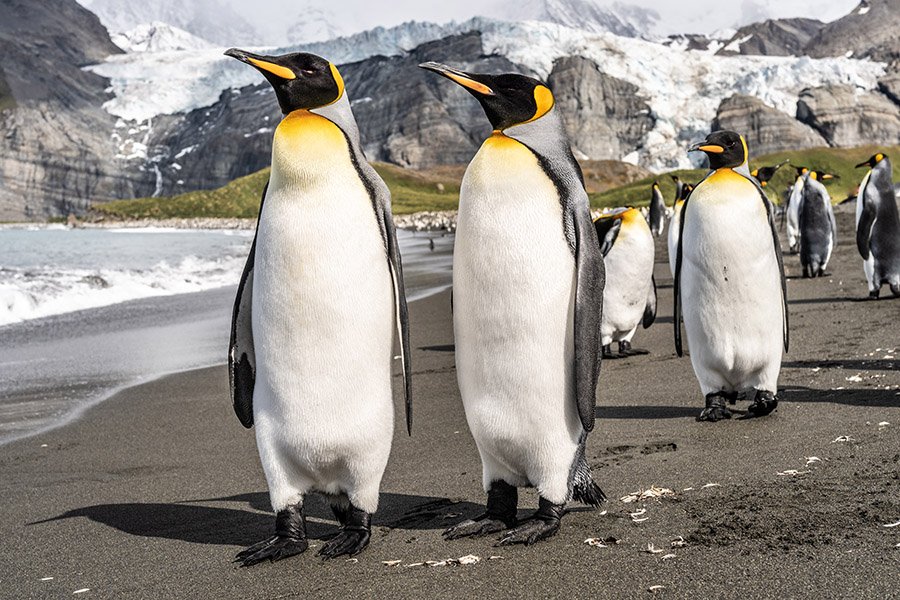 Animals with flippers - Emperor Penguin