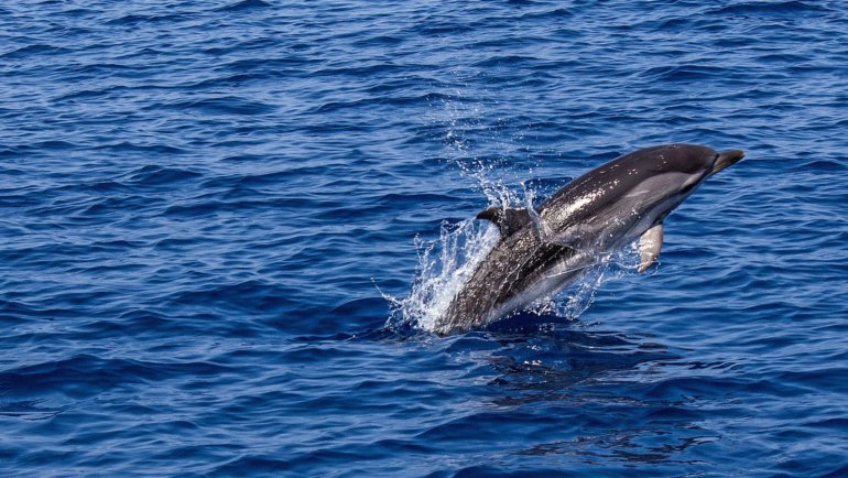 Animals with flippers - Hero