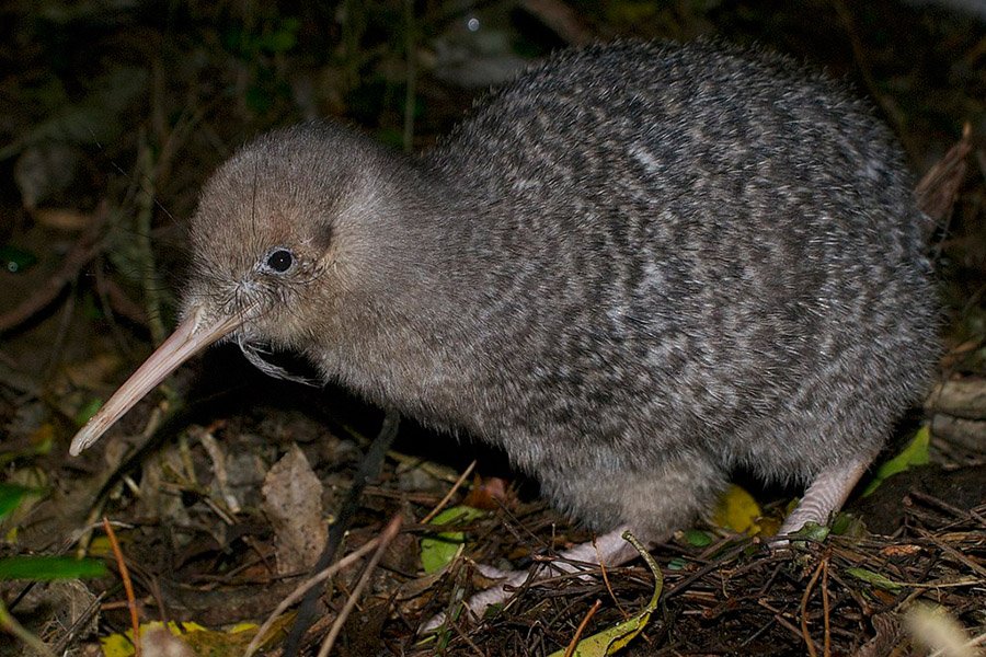 Animals with small eyes - Kiwi