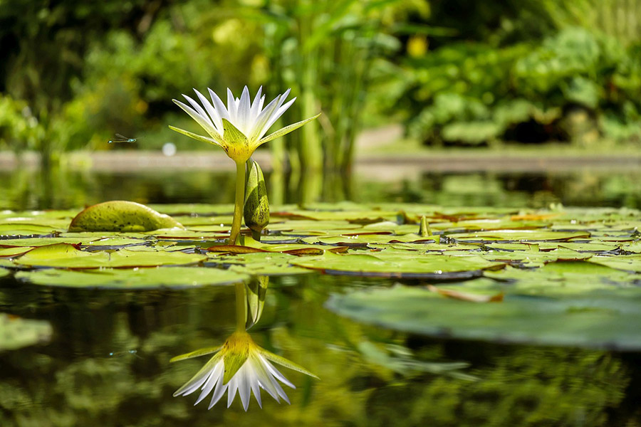 Bangladesh White Water Lily 