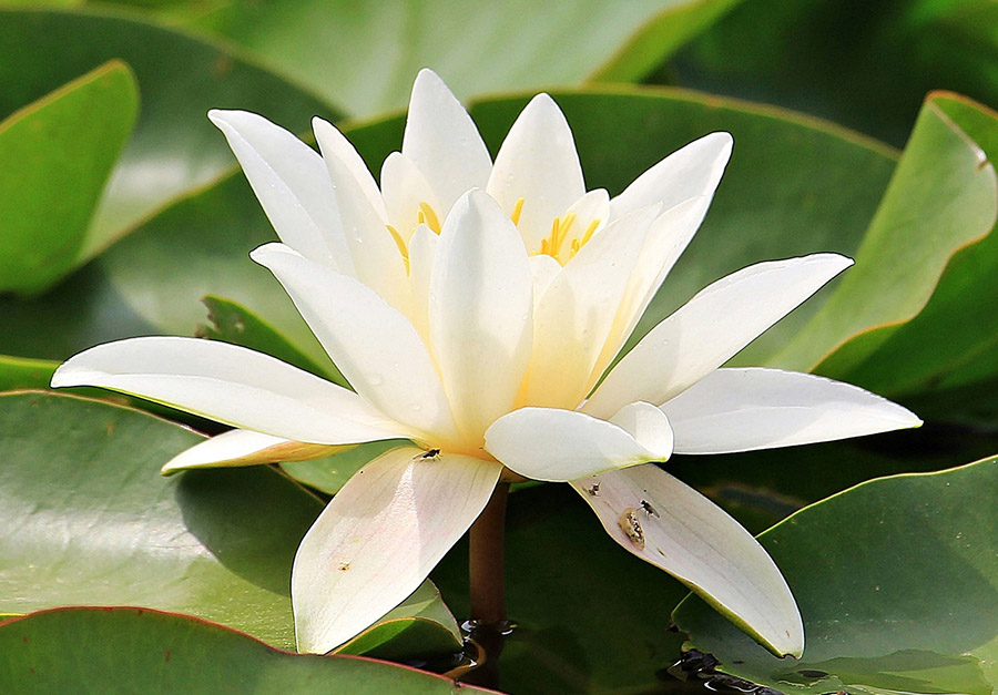 Bangladesh White Water Lily 