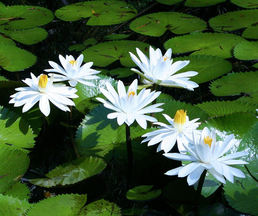 Bangladesh White Water Lily 