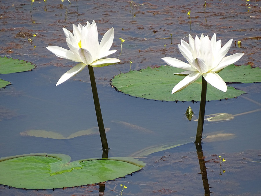 Bangladesh White Water Lily 
