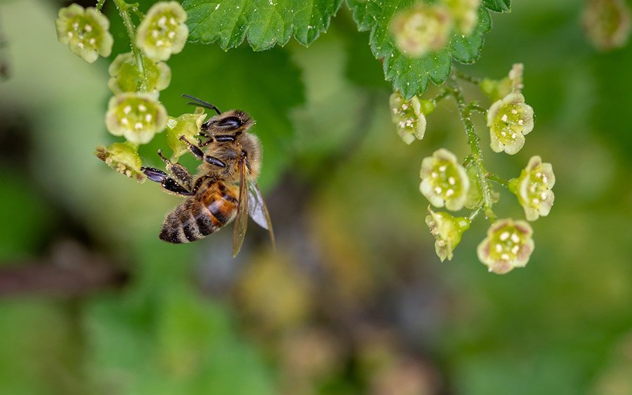 Bee on a flower