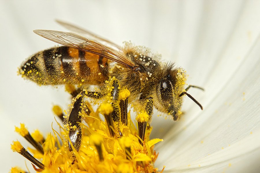 Bee with pollen