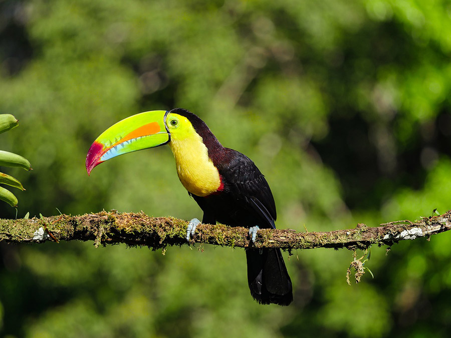 Belize Keel-Billed Toucan 1