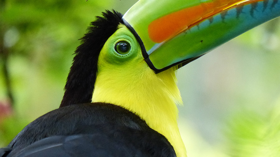 Belize Keel-Billed Toucan 2