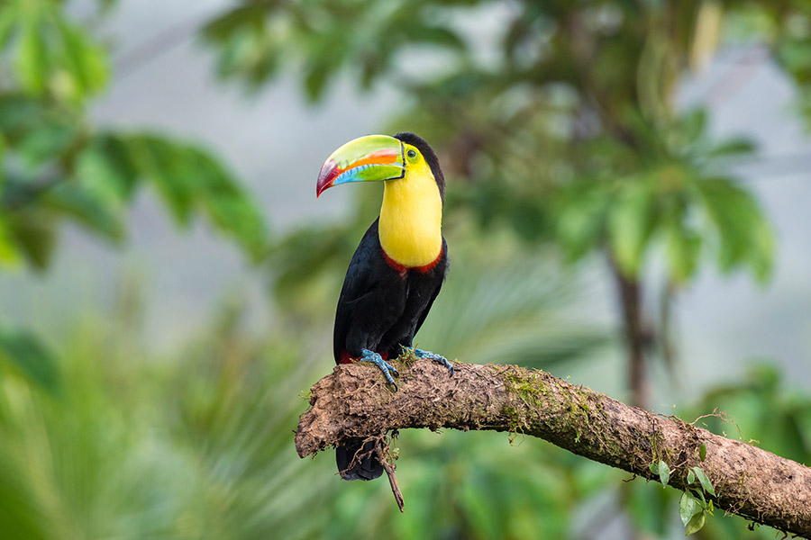 Belize Keel-Billed Toucan 3