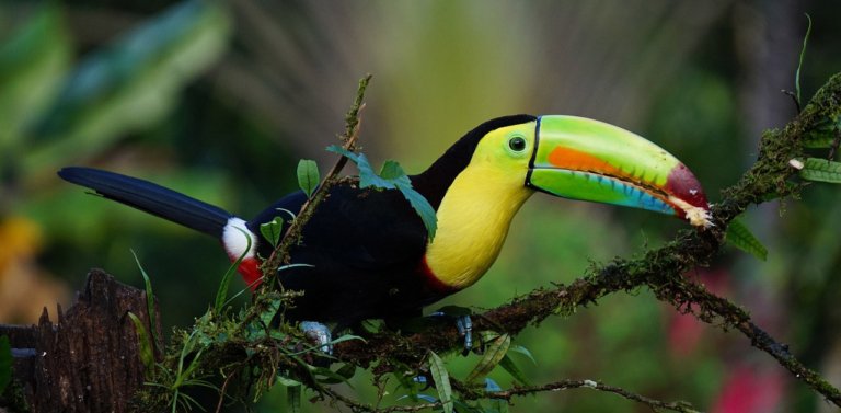 Meet The National Bird of Belize, The Keel-Billed Toucan