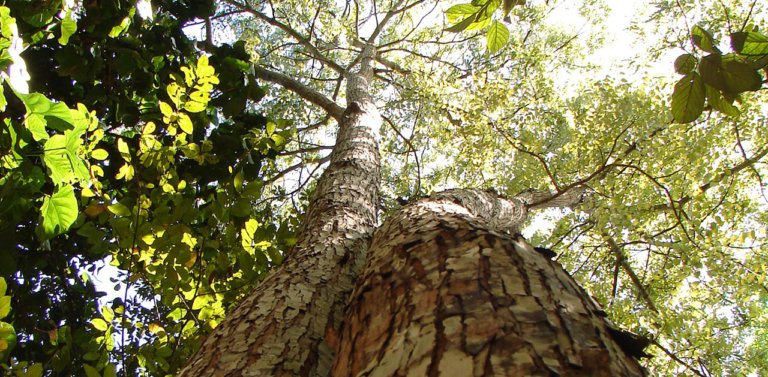 Discover Belize’s National Tree: The Mahogany Tree