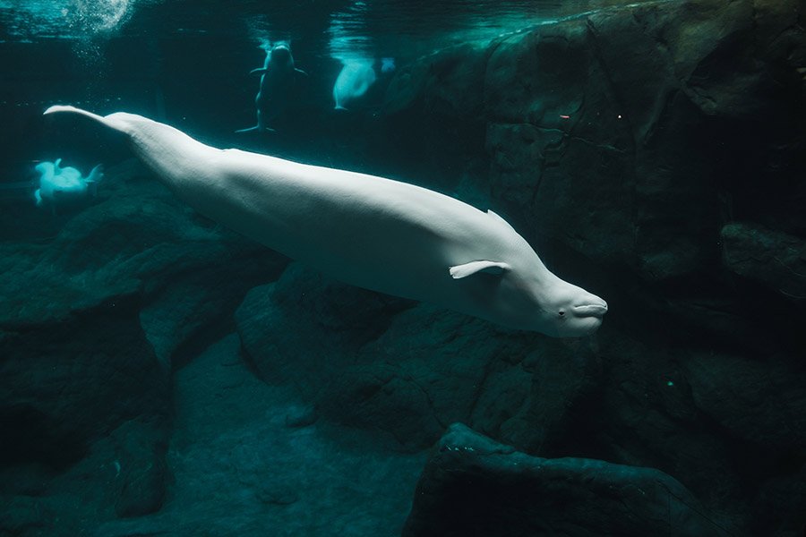 Beluga whale in aquarium