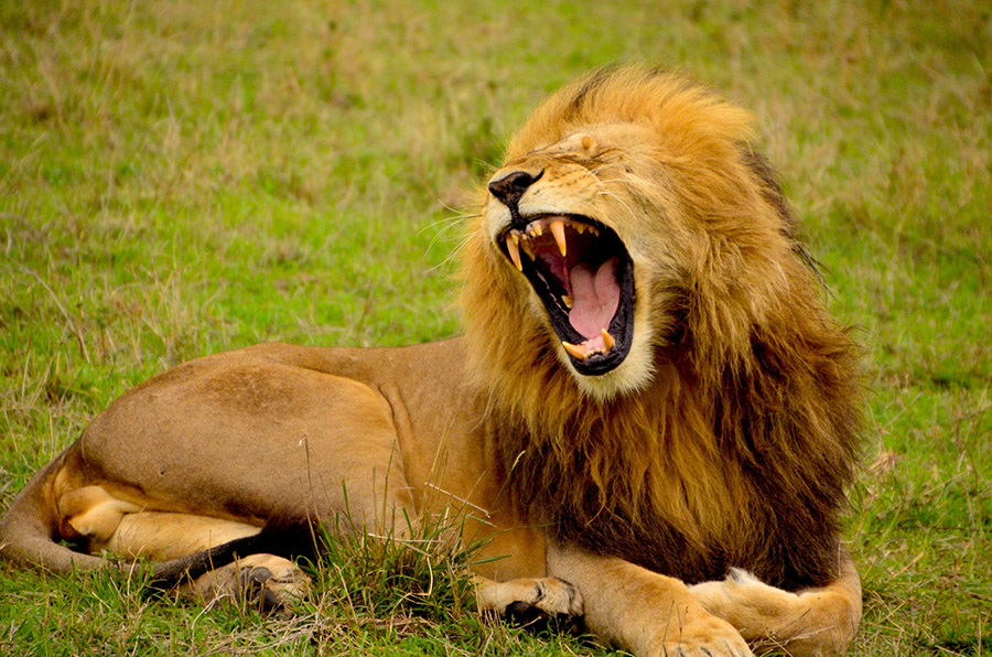 Big lion roaring