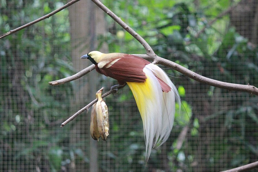 Bird of paradise in a zoo