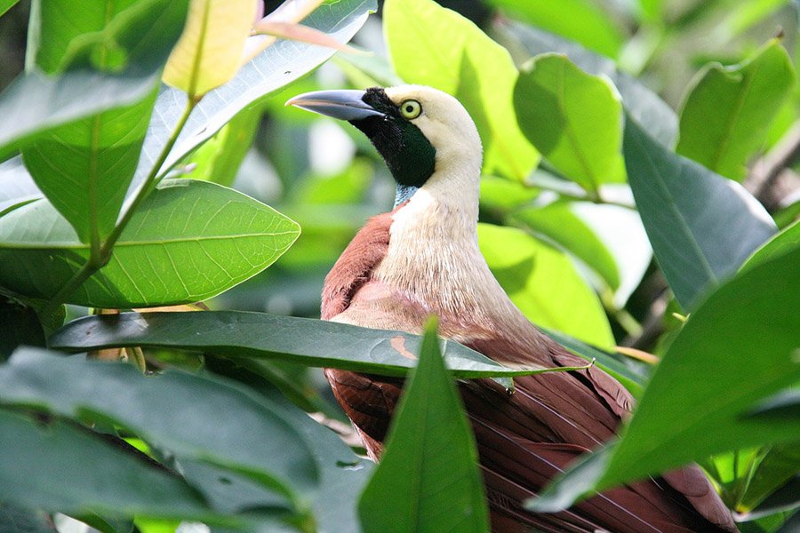 Bird of paradise in foliage