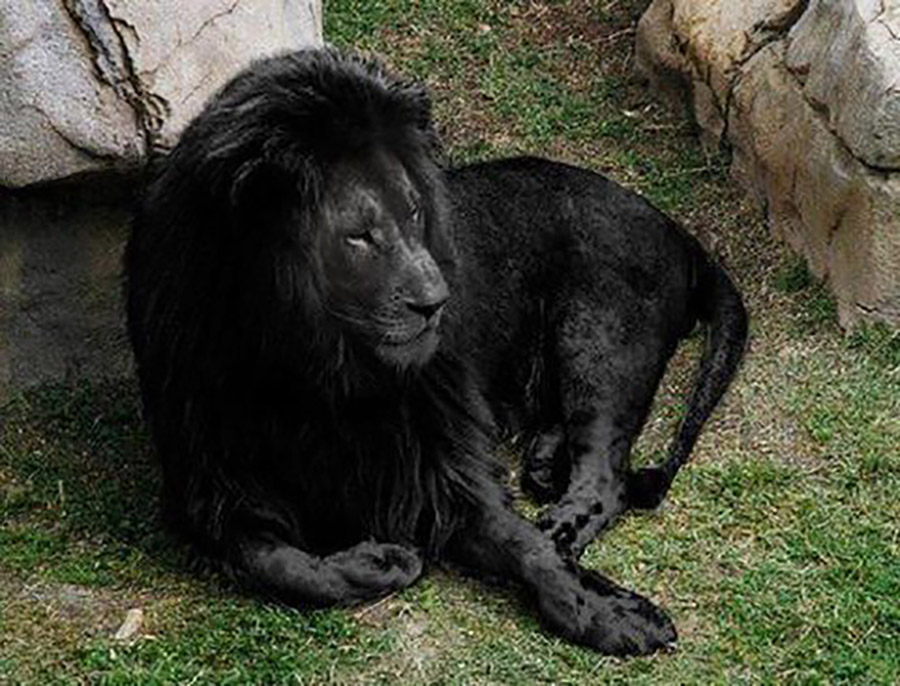Black Lion