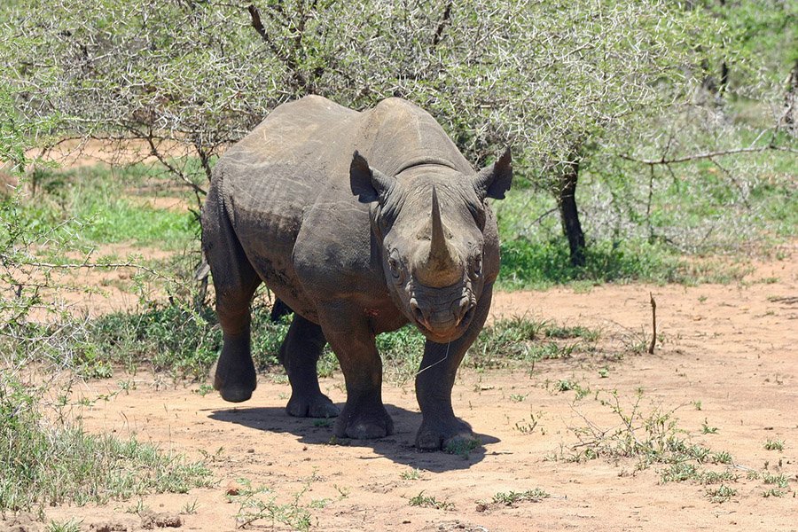 Black rhino approaching