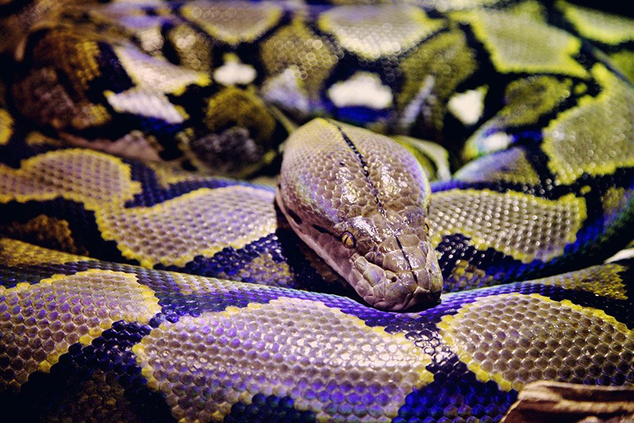 Boa constrictor resting