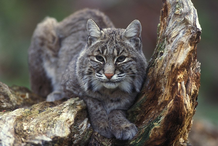 Bobcat on a branch