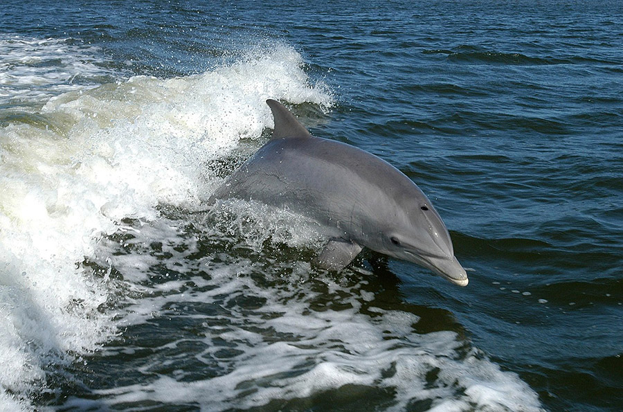 Bottlenose dolphin in a wave