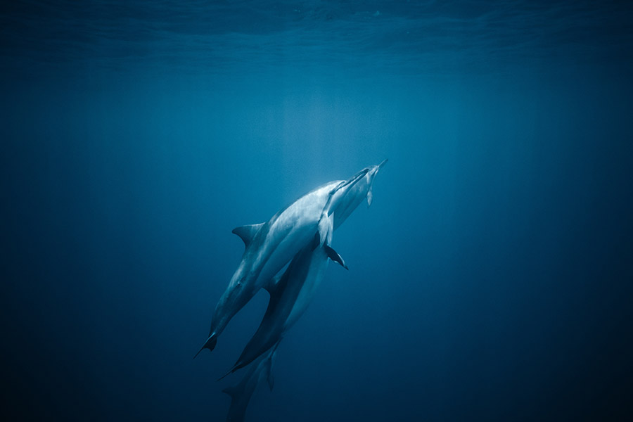 Bottlenose dolphins underwater