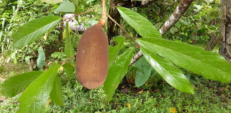 All About Brazil’s National Fruit: The Cupuaçu