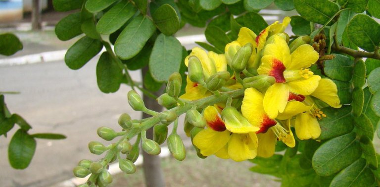 Discover Brazil’s National Tree: The Pau Brasil