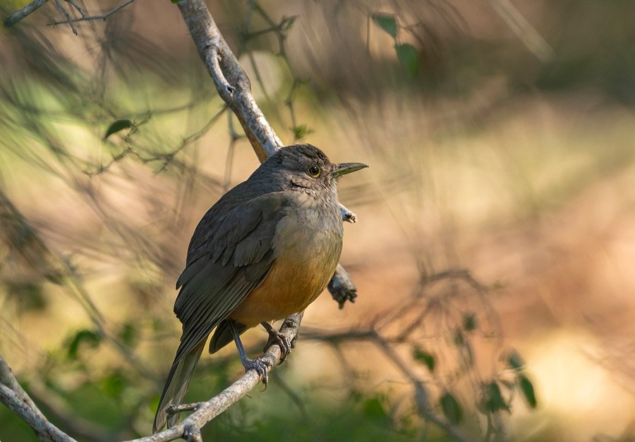 Brazil Rufous-Bellied Thrush 1