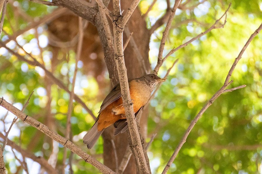 Brazil Rufous-Bellied Thrush 2