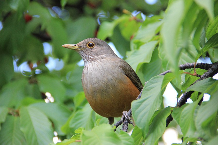 Brazil Rufous-Bellied Thrush 3