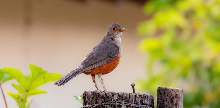 Meet The National Bird of Brazil, The Rufous-Bellied Thrush