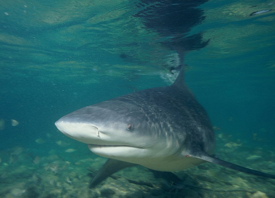 Bull shark