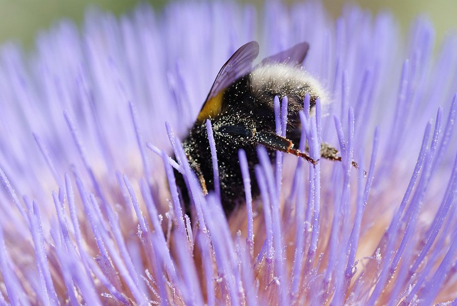 Bumblebee in a purple flower