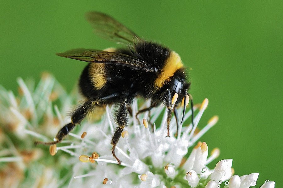 Bumblebee on a white flower
