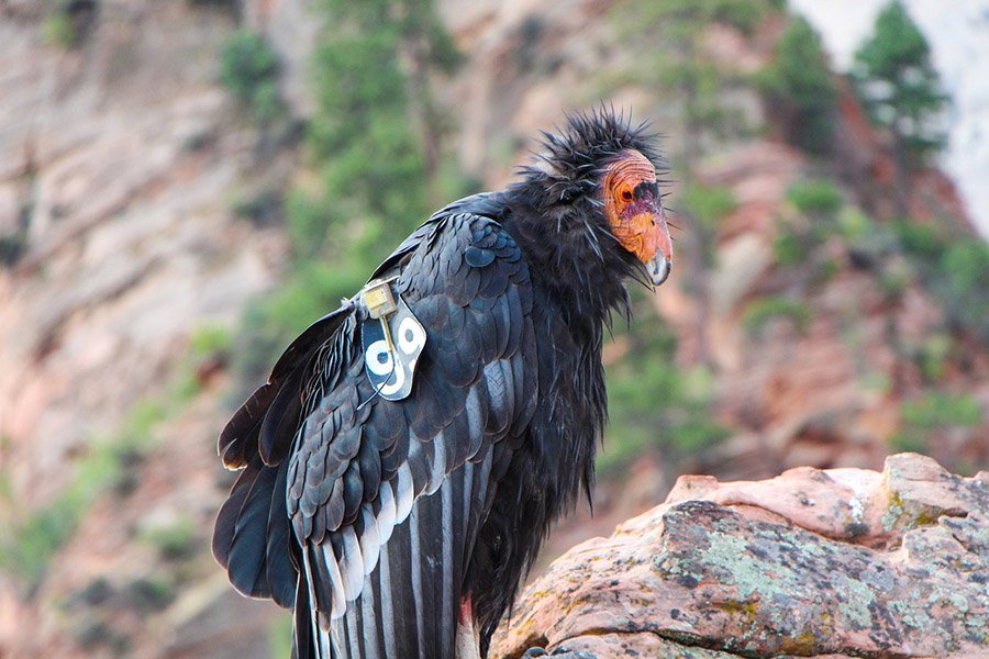 California condor on a rock