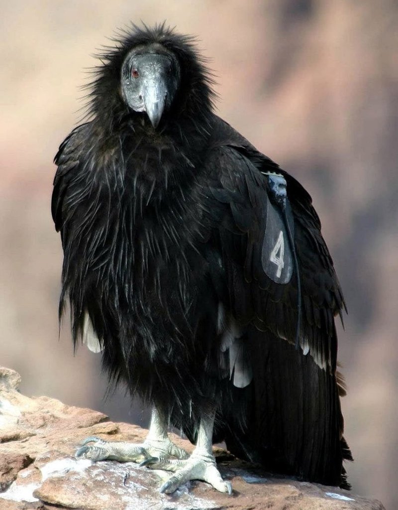 California condor portait